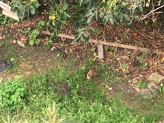 いたち,ビオトープ,寝屋川