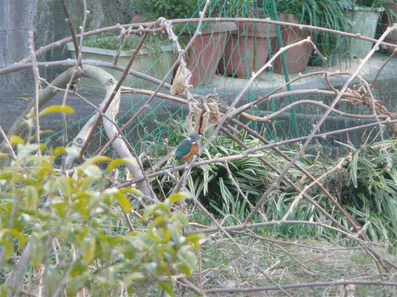 カワセミ,ビオトープ,寝屋川