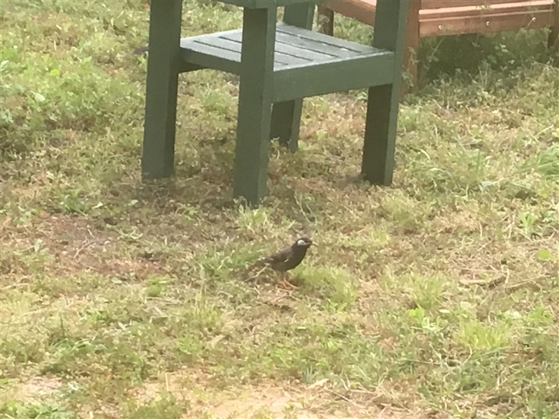 ムクドリ,ビオトープ,やまがら木工所,寝屋川