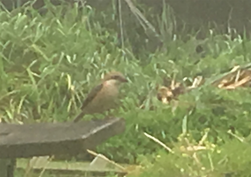 モズ,ビオトープ,寝屋川,やまがら木工所